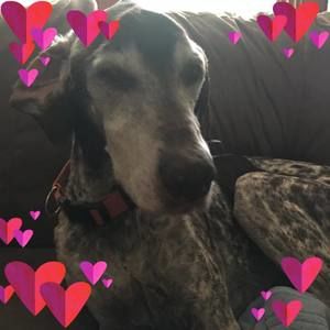 Meet your Posher, Bobbie